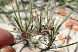 Image of Centella virgata (L. fil.) Drude