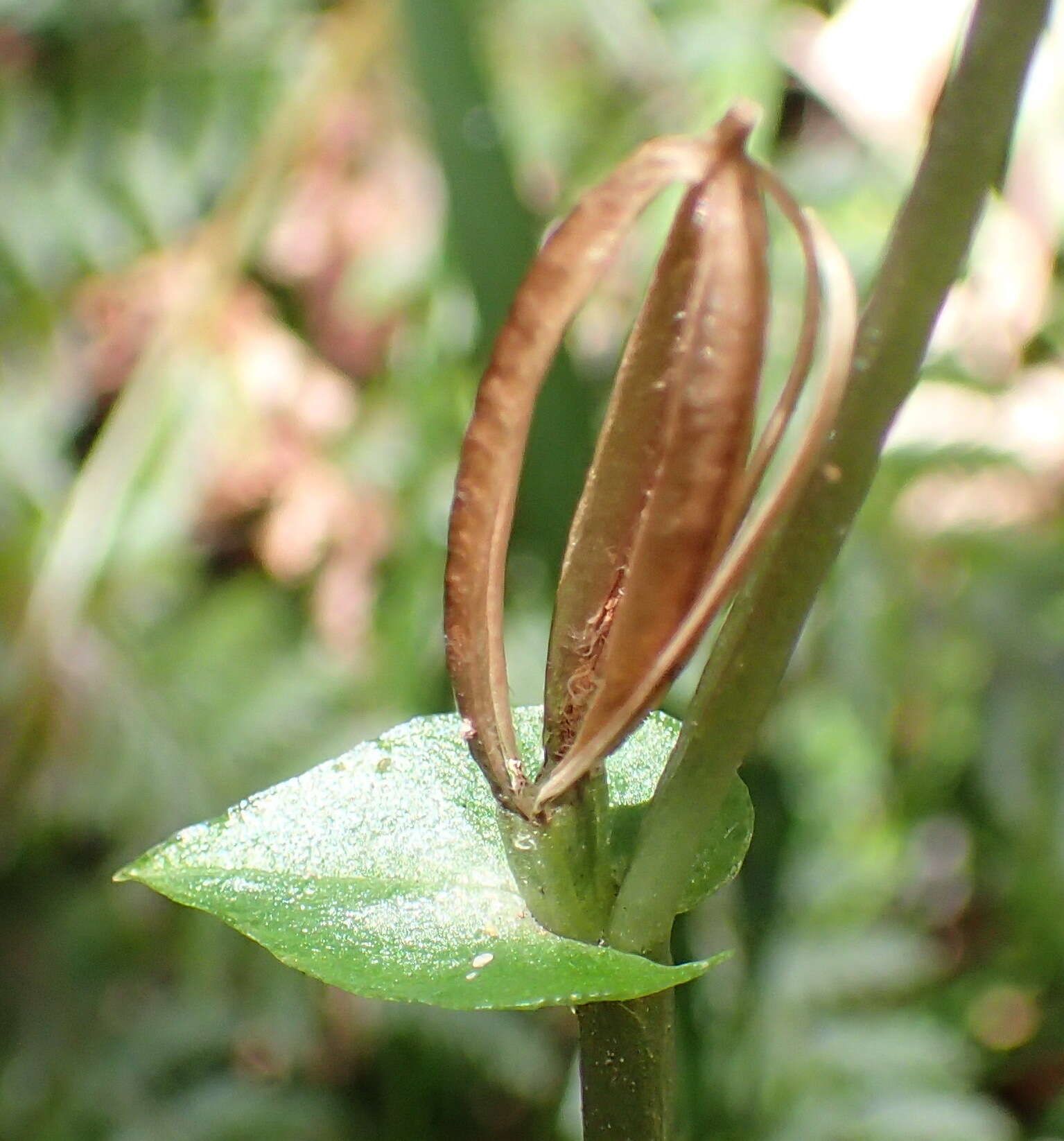 Image of Disperis lindleyana Rchb. fil.