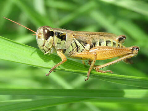 Image of Northern grasshopper