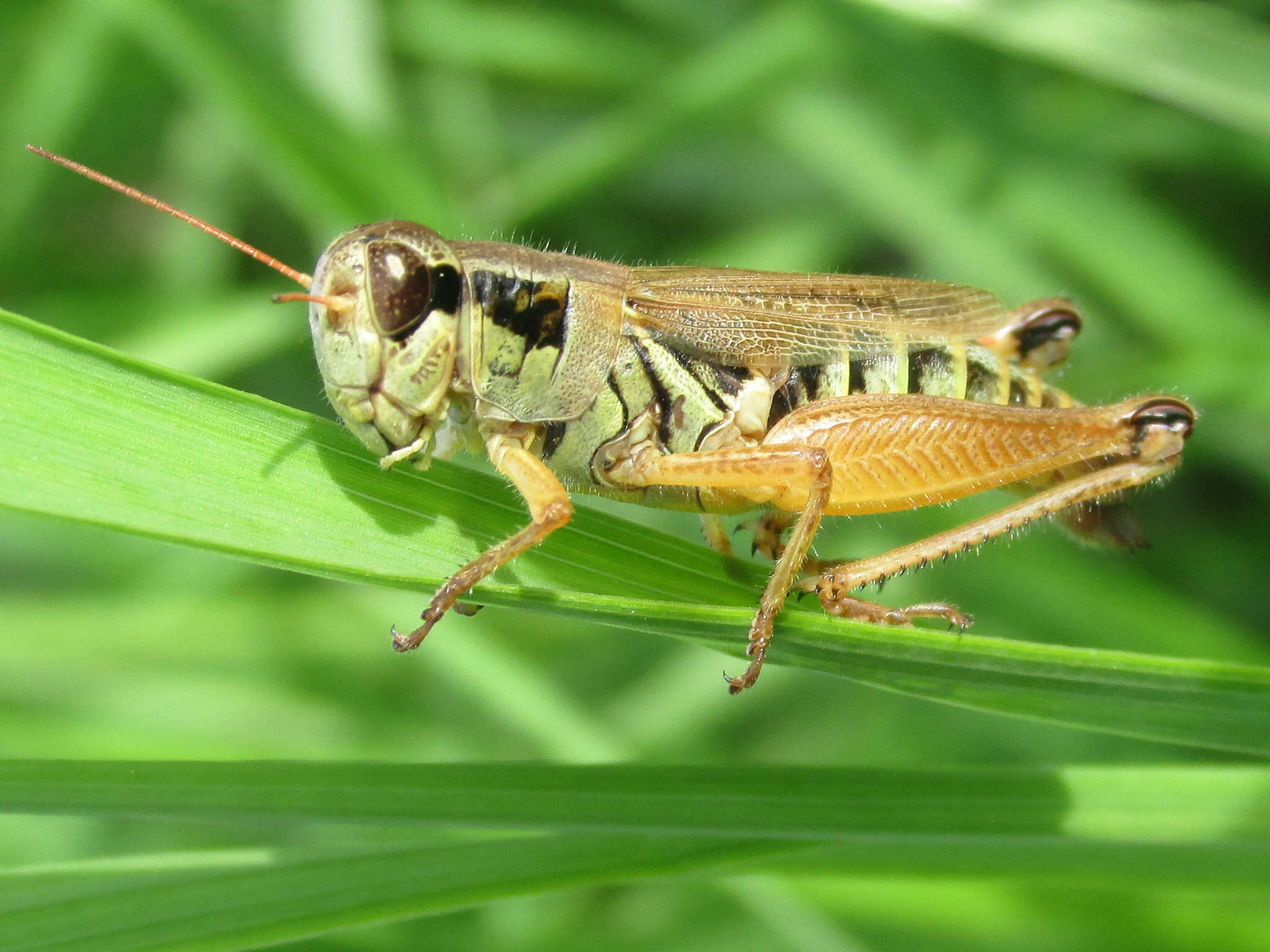 Слика од Melanoplus borealis (Fieber 1853)