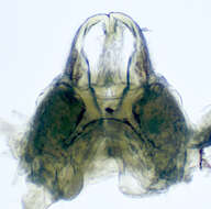 Image of Trichopetalum lunatum Harger 1872