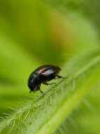 Image of Dung beetle