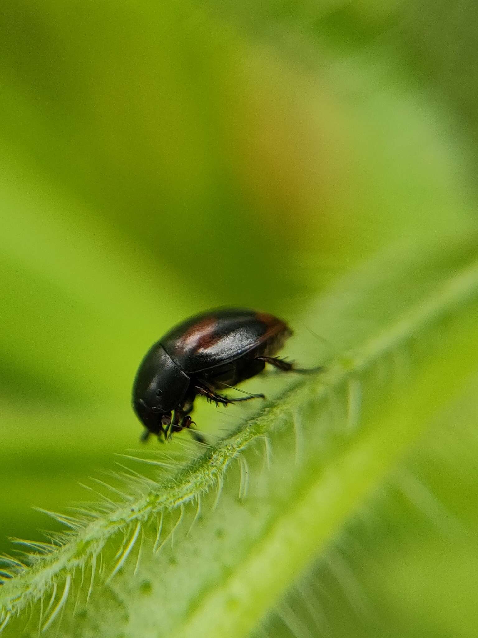 Image of Dung beetle