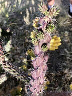 Image of Cylindropuntia imbricata subsp. spinosior