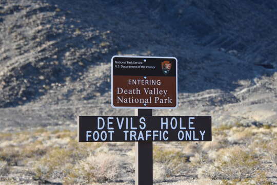 Image of Devil's Hole pupfish