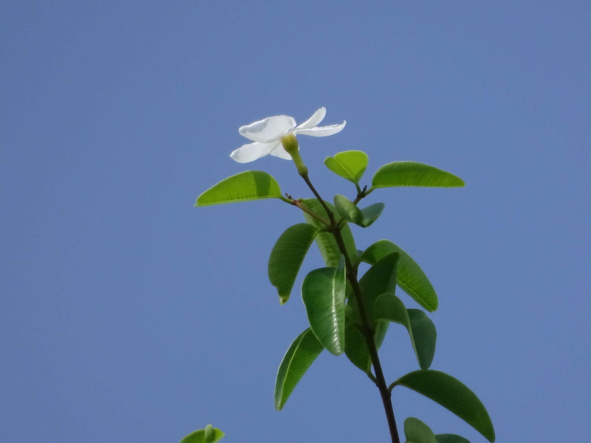 Image of Cameraria latifolia L.