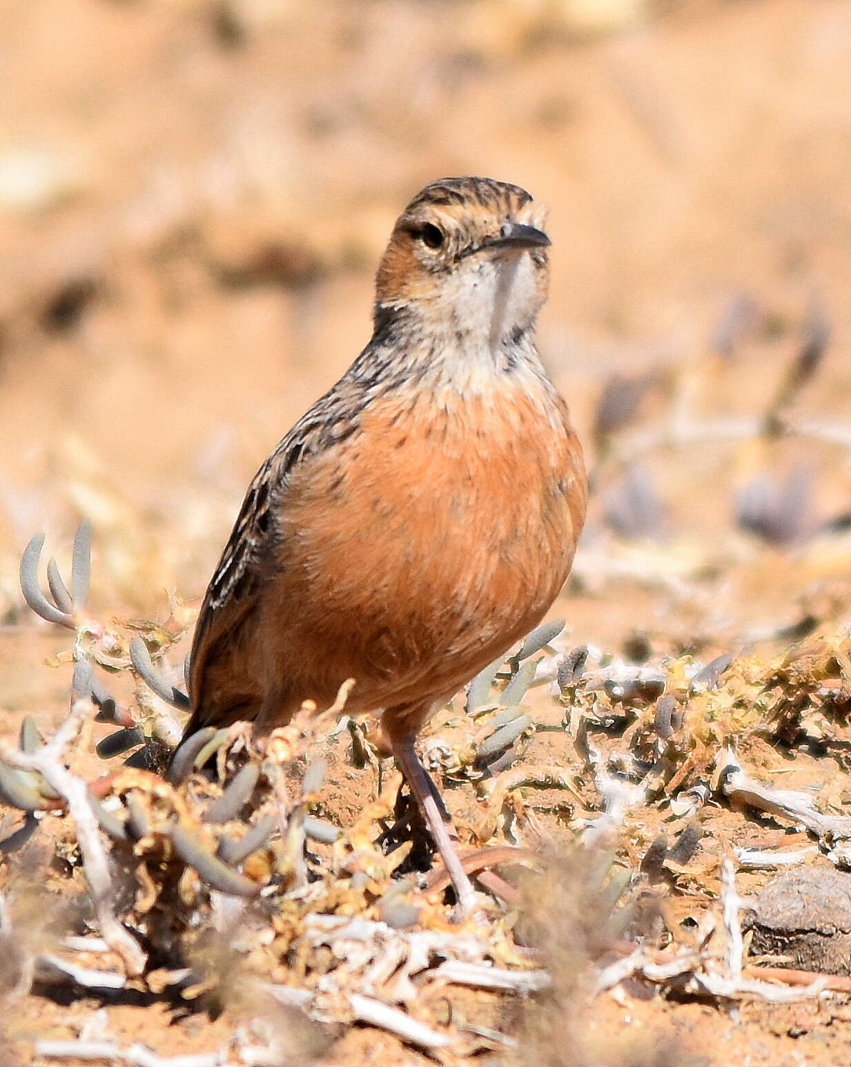 Imagem de Chersomanes Cabanis 1851