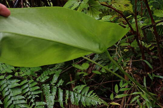 Image of Lengua-de-Vaca