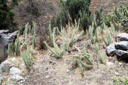 Image of Corryocactus ayacuchoensis Rauh & Backeb.