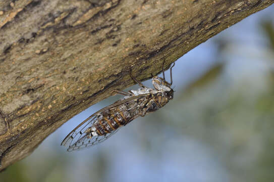 Image of Cicada cretensis Quartau & Simoes 2005