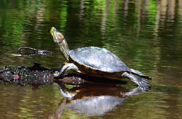 Image of Trachemys callirostris callirostris (Gray 1855)