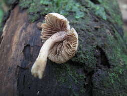 Image of Inocybe sindonia (Fr.) P. Karst. 1879