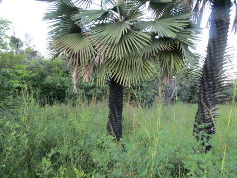 Image of Carnauba palm