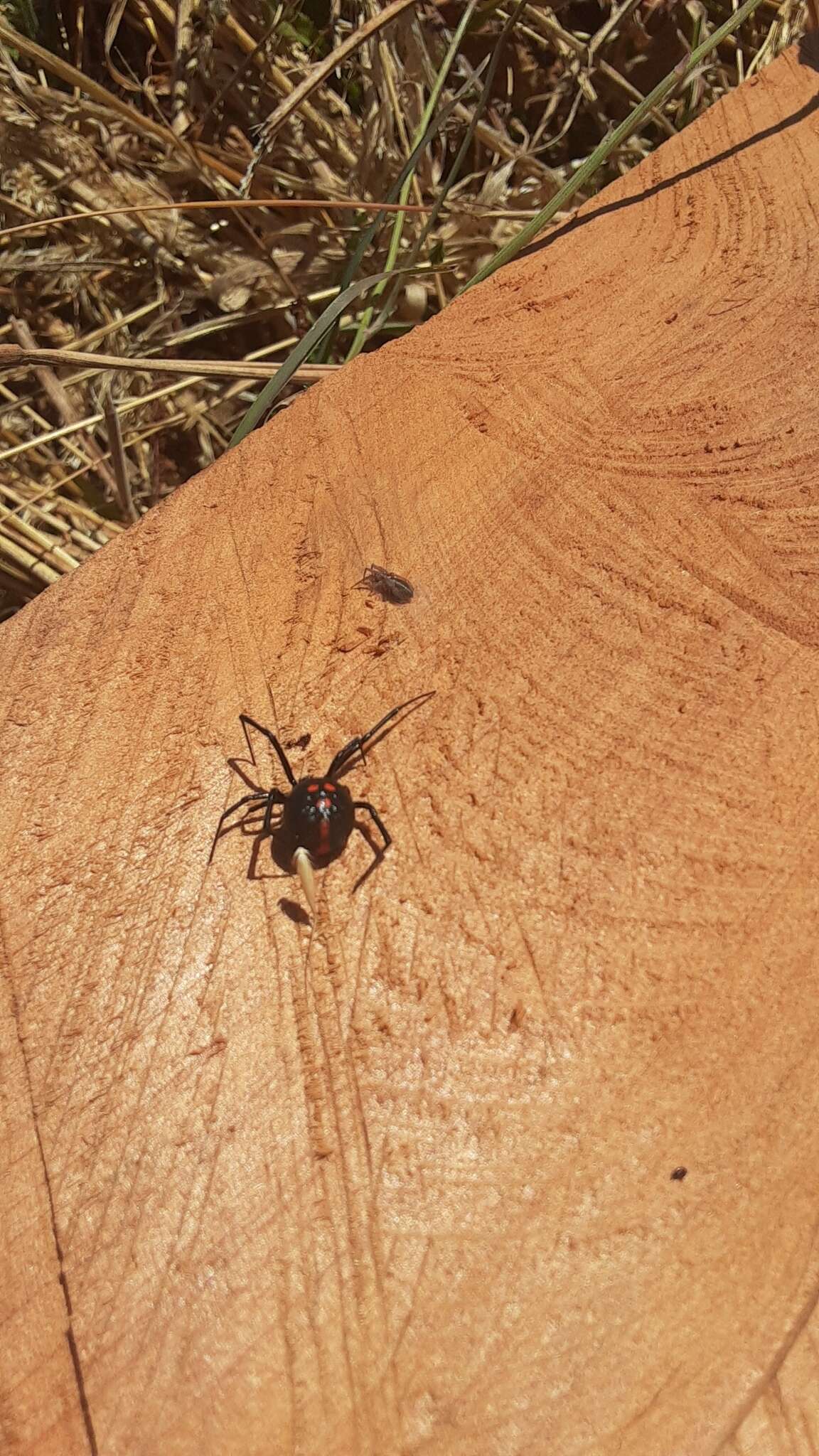 Latrodectus thoracicus Nicolet 1849的圖片