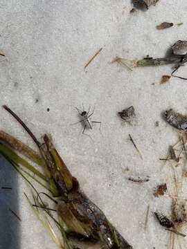 Image of Eastern Beach Tiger Beetle