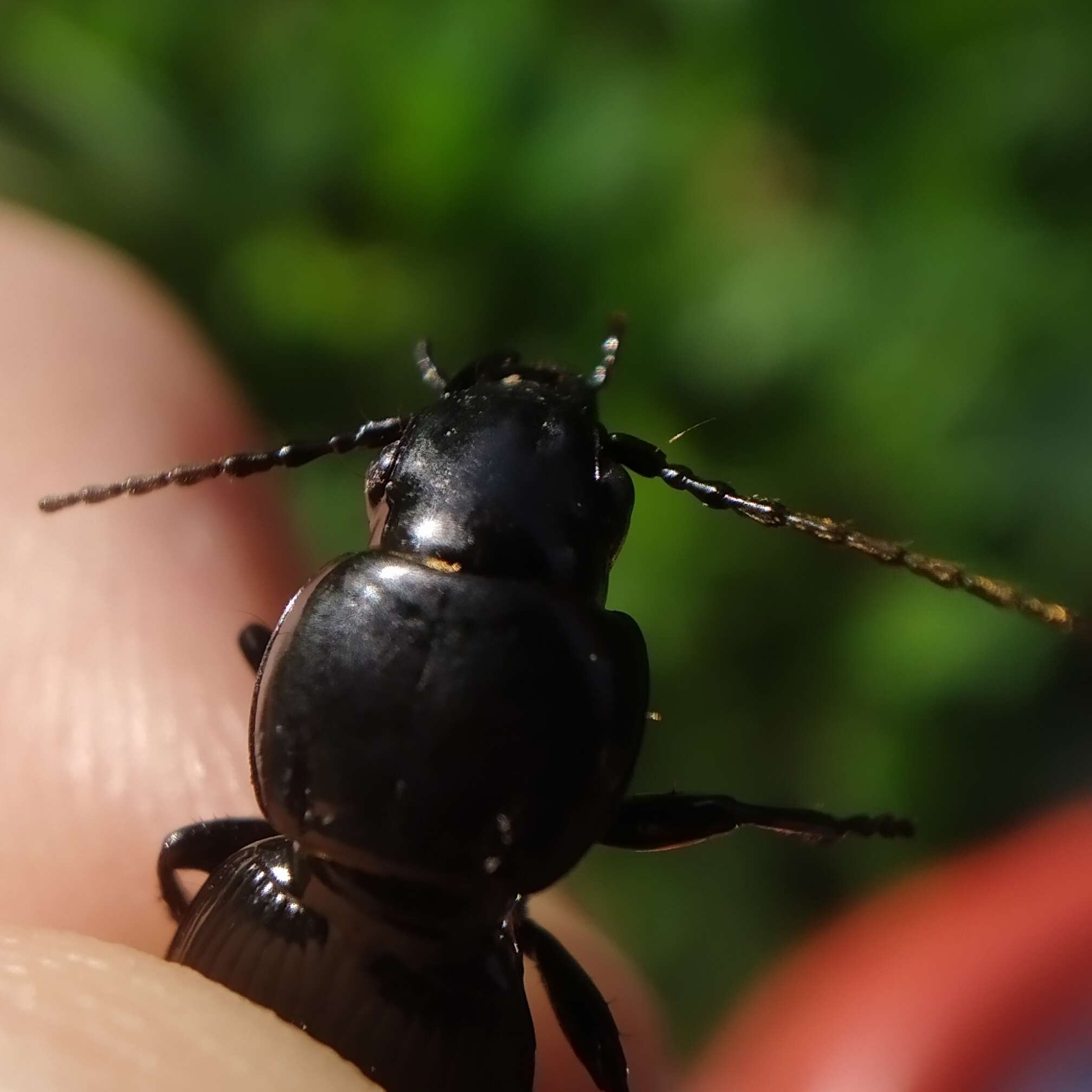 Image of Pterostichus (Steropus) ebenus (Quensel ex Schönherr 1806)