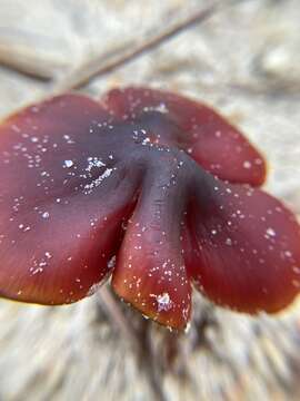 Image of Hygrocybe conicoides (P. D. Orton) P. D. Orton & Watling 1969