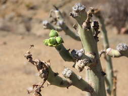 Image of Euphorbia dregeana E. Mey. ex Boiss.