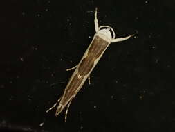 Image of Titoki moth