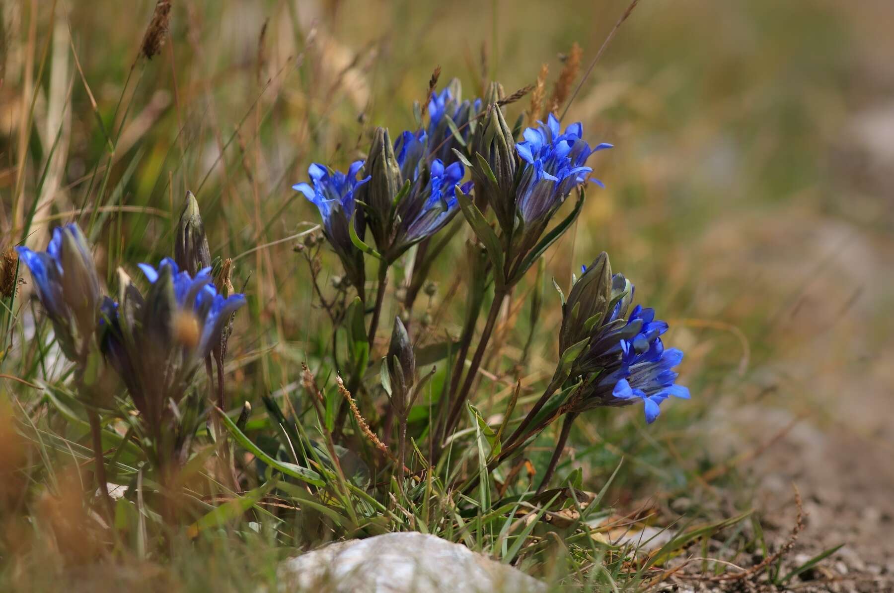 Image of Gentiana tianschanica Rupr.