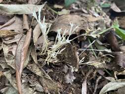 Image of Voyria alba (Standl.) L. O. Wms.