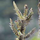 Image of Tillandsia kalmbacheri Matuda