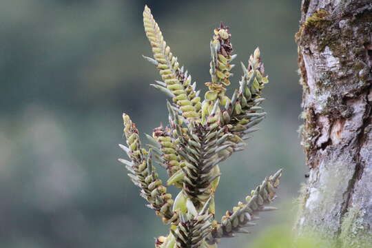 Image of Tillandsia kalmbacheri Matuda