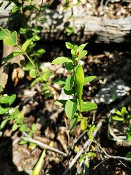 Sivun Diplolepis nummulariifolia (Hook. & Arn.) Liede & Rapini kuva