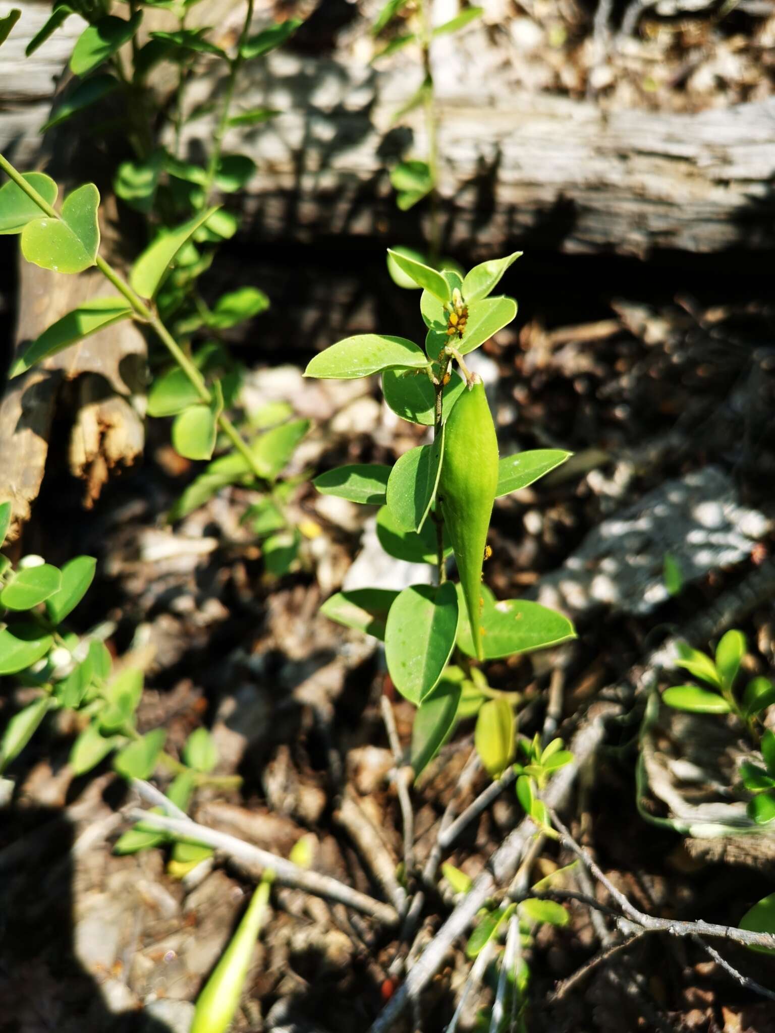 Image of Diplolepis nummulariifolia (Hook. & Arn.) Liede & Rapini