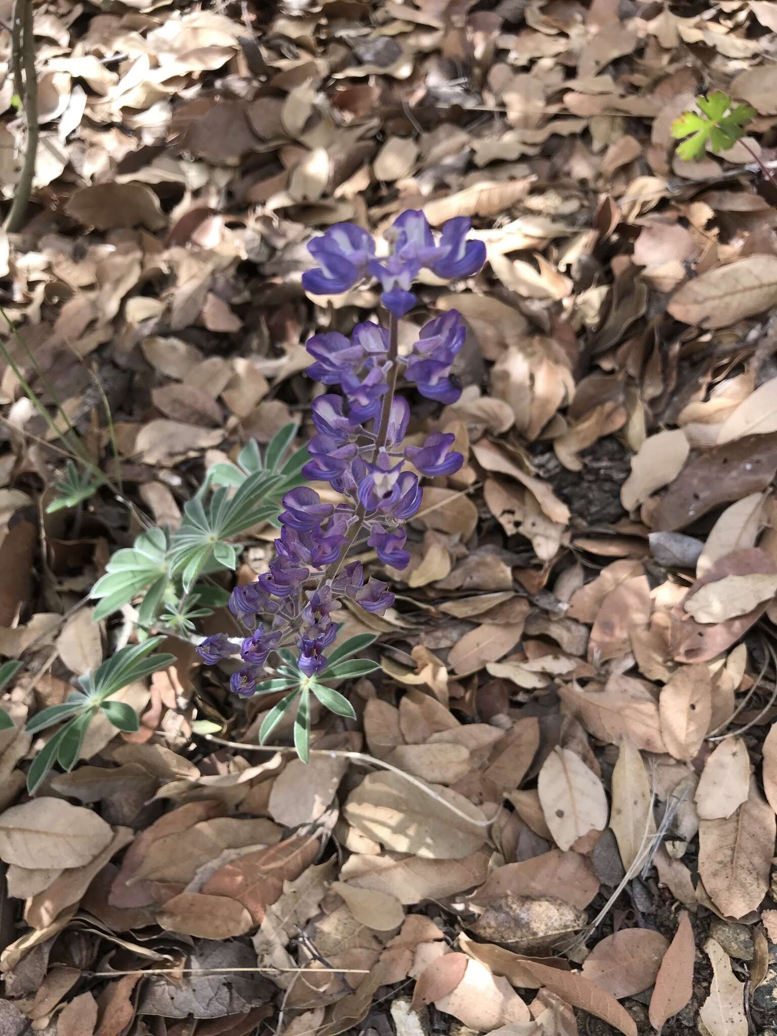 Plancia ëd Lupinus hillii Greene