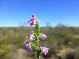 Image of Erica plumosa Thunb.