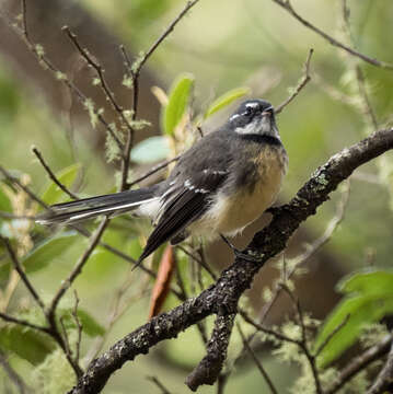 Image of Rhipidura albiscapa albiscapa Gould 1840