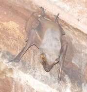 Image of Naked-rumped Tomb Bat