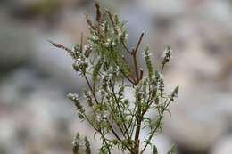 Image of Mentha longifolia subsp. wissii (Launert) Codd