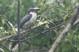 Image of Ceylon Grey-Hornbill