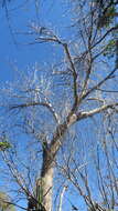 Image of Tree morning glory