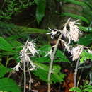 Image of <i>Epipogium kentingensis</i> T. P. Lin & S. H. Wu 2012