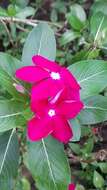 Image of Catharanthus roseus var. angustus (Steenis) Bakh.