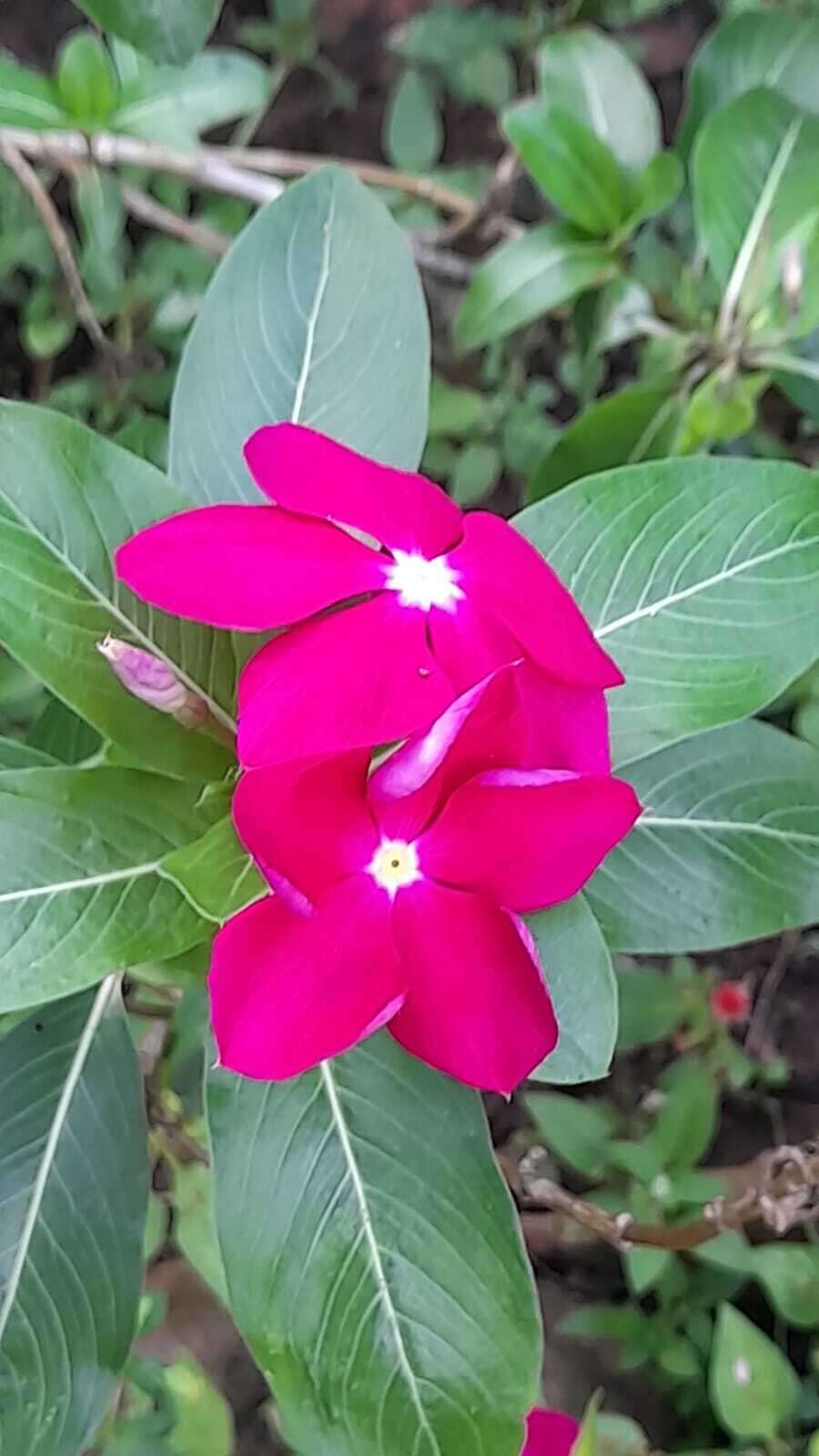 Image de Catharanthus roseus var. angustus (Steenis) Bakh.