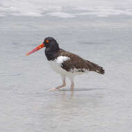 Image of American Oystercatcher