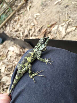 Image of Okinawa Tree Lizard