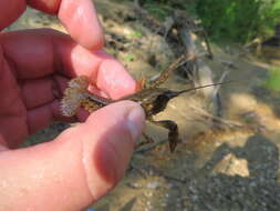 Image of Cambarus striatus Hay 1902