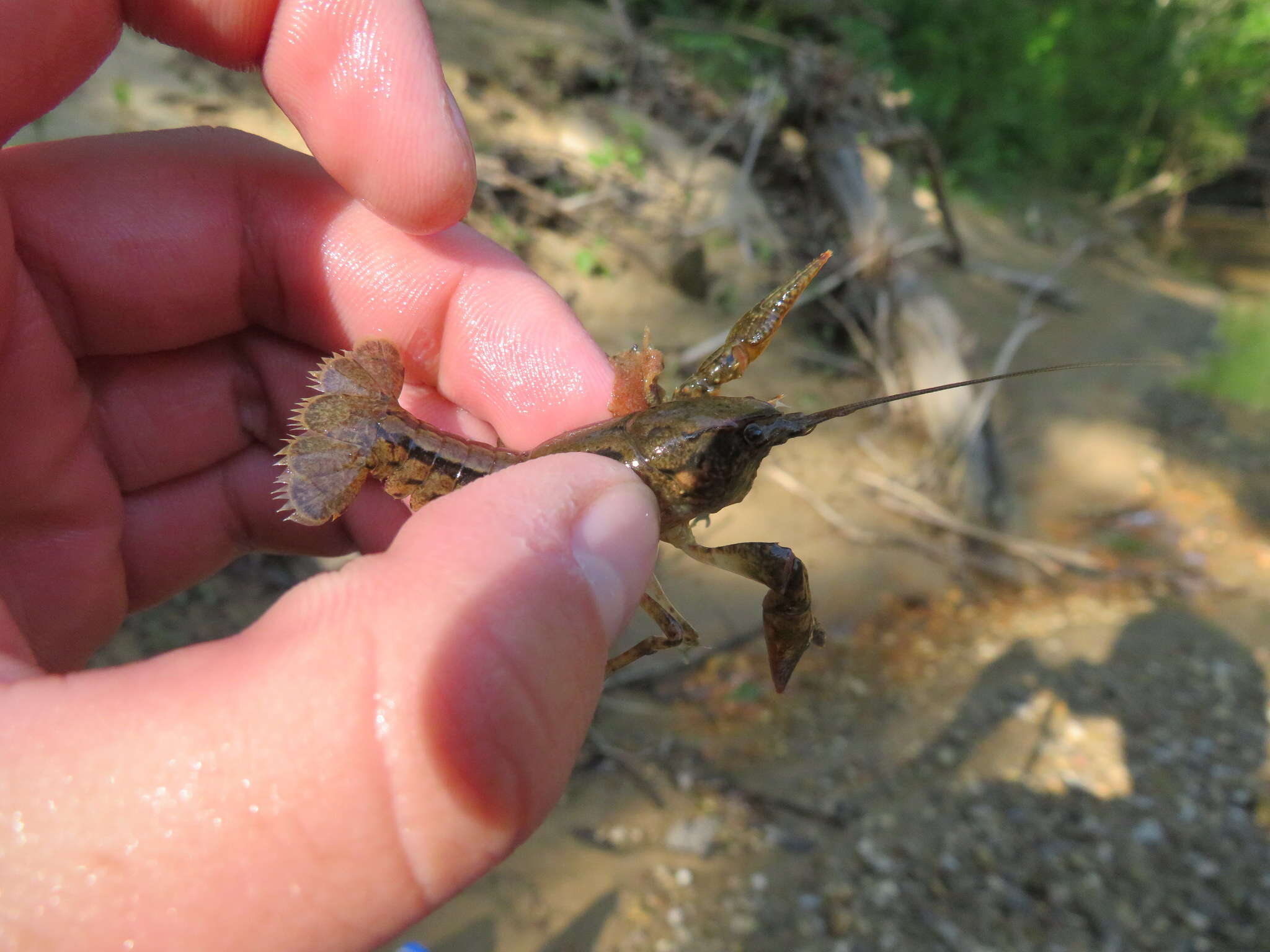 Image of Cambarus striatus Hay 1902