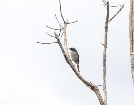 Image of Grey Bush Chat