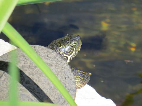 Image of Texas River Cooter