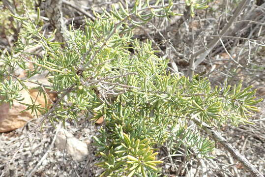 Image of Asparagus crassicladus Jessop