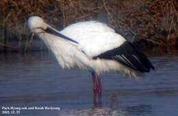 Image of Japanese White Stork