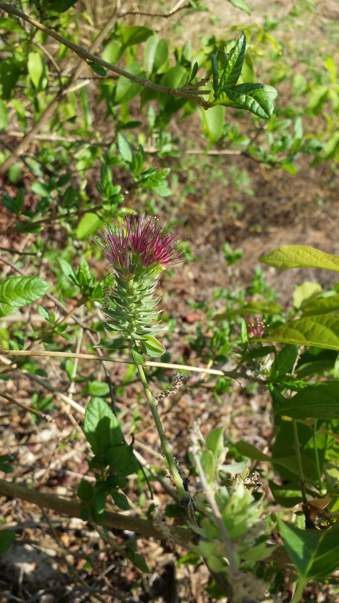 Sivun Combretum violaceum (Tul.) C. C. H. Jongkind kuva