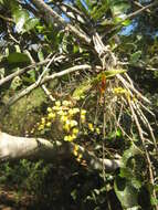 Image of Oncidium cheirophorum Rchb. fil.