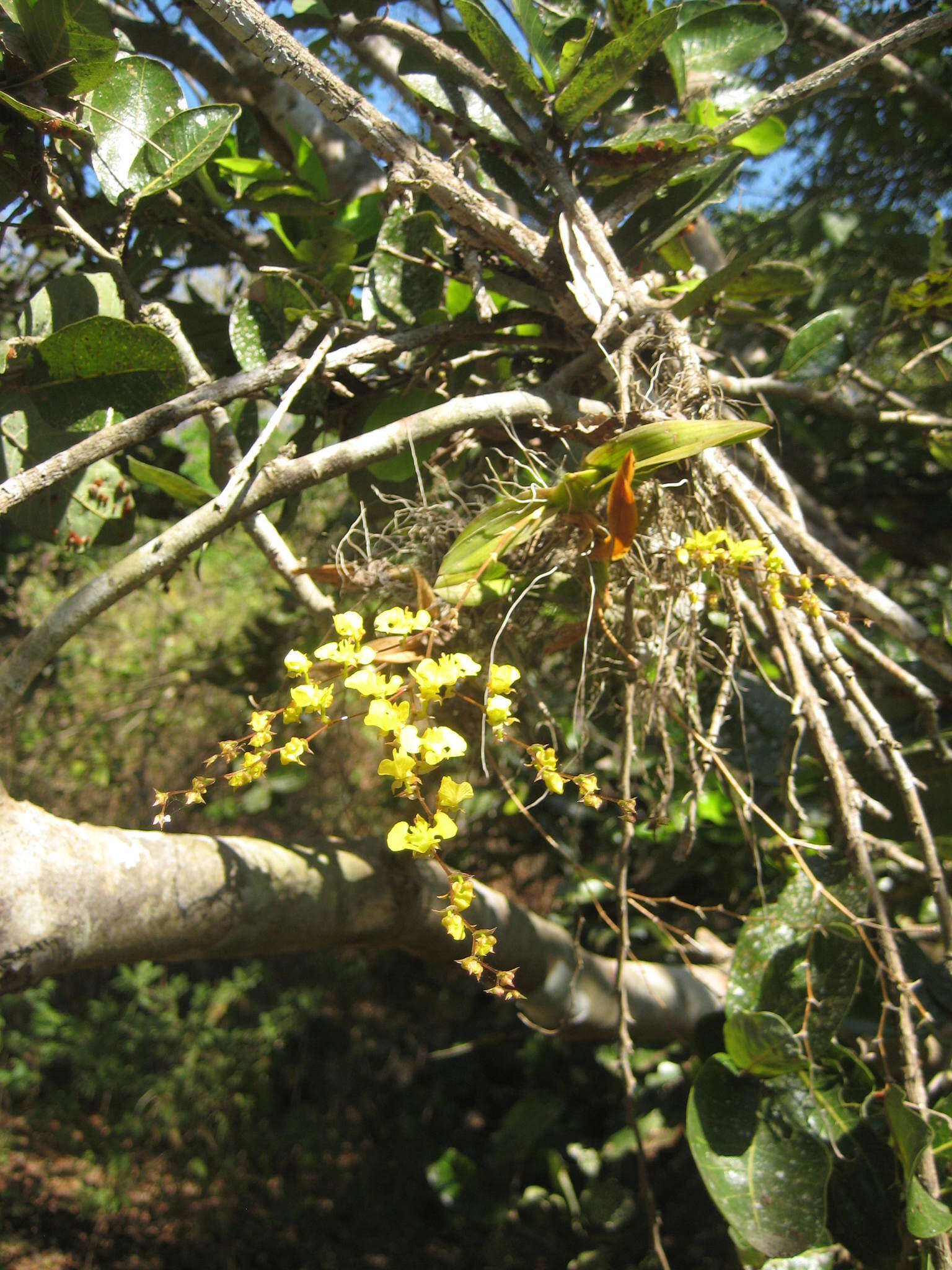 Image of Oncidium cheirophorum Rchb. fil.